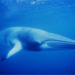 Minke Whale on the Great Barrier Reef