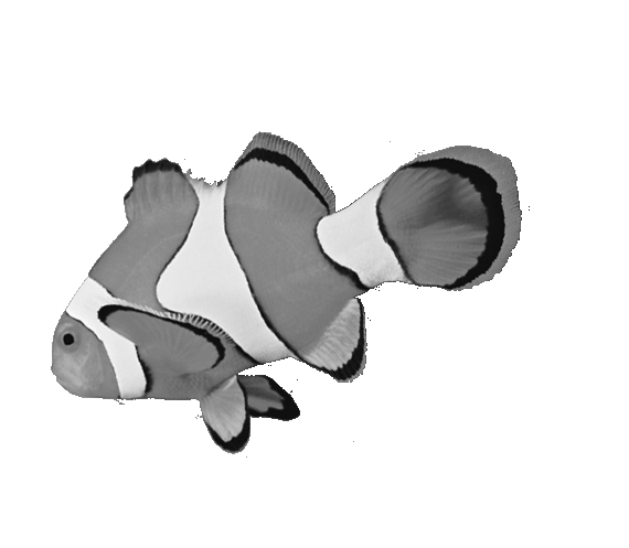 clown-fish_white_bw