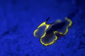 Fluoro Nudibranch